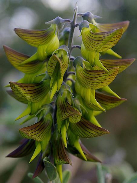 Crotalaria cunninghamii